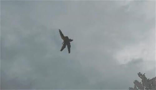 致命公司全怪物介绍 致命公司全怪物应对方法图鉴